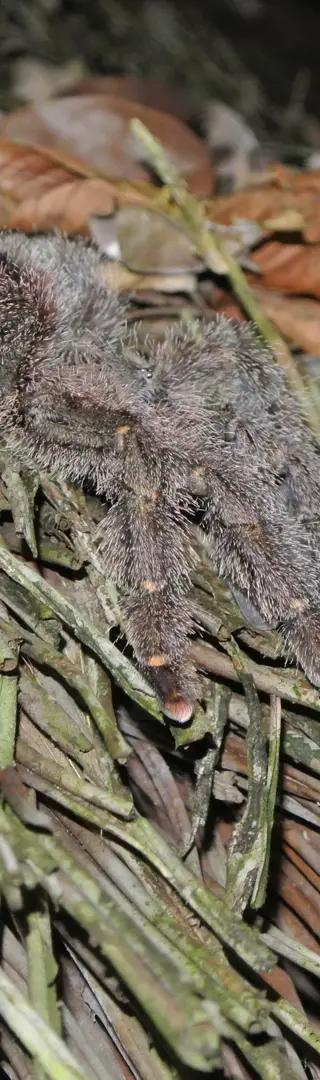 Tarantulas